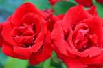 Wachauer Blumen