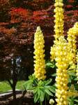 Lupinus luteus