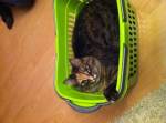 Dicke