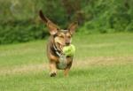 Fotos von fotos von ballspielenden Hunden