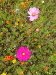 Blumen vor der Germeringer Stadthalle