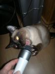 Katzenjammer?