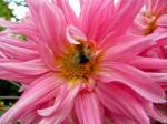 Fotos von fotos von Bienen und Hummeln zu Besuch