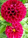 Fotos von fotos von prächten Blumen