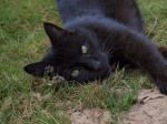 Meow