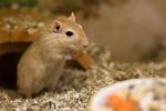 Rennmaus