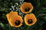 Gelbe Tulpen in Augsburg