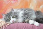 Sibirische Katze