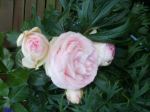 Rosenblütten