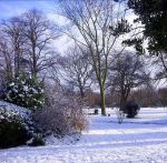 Fotos von fotos von Blumen im Schnee