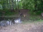 Wasserdogge