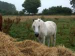 Connemara Pony
