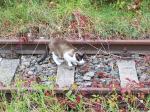 Katze auf einer stillgelegten Bahnstrecke