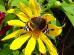 Fotos von fotos von Schmetterlingen an einer Blume