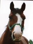 German Warmblood