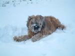 auch unsere Lizzy liebte den Schnee