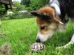 fay mit schildkröte