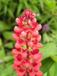 Lupine in Pink