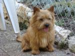 Norwich Terrier Patchwork Mr. Jewelweed