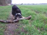Holzsammler