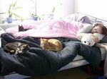 Suchbild.. Hier sind 5 Katzen versteckt...