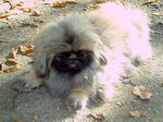 Mini ist suess