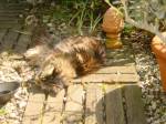 ein Schläfchen in der Sonne
