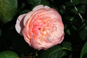 Wachauer Rosen