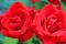 Wachauer Rosen ein gesterntes Foto von 