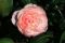 Wachauer Rosen ein gesterntes Foto von blackymail