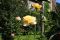Wachauer Rosen ein gesterntes Foto von blackymail