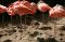 Flamingos ein gesterntes Foto von 