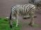 Zebras ein gesterntes Foto von 