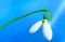 Galanthus elwesii vor blauem Hintergrund ein gesterntes Foto von wikifetch