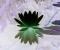schwarze Seerose ein gesterntes Foto von Drache