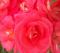 Kletterrose Shogun, 7 Blüten ein gesterntes Foto von 