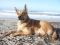 Ein Carolina-Dog-Rüde am Strand ein gesterntes Foto von 