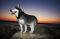 Alaskan Malamute bei Sonnenuntergang ein gesterntes Foto von wikifetch