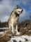 Ein Schlittenhund in den Bergen ein gesterntes Foto von wikifetch
