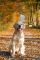 Golden Retriever Junghund (Rüde) in herbstlicher Stimmung ein gesterntes Foto von wikifetch