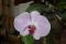 Die Orchidee blüht wieder ein gesterntes Foto von 