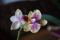 Mini - Orchidee ein gesterntes Foto von 