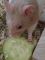 Coco Hamsterbäckchen ein gesterntes Foto von HamsterOfDoom