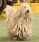 Ch. Gillians Quintessential Quincy bei der Westminster Kennel Club Dog Show 2007 ein gesterntes Foto von 