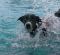 Lilly war beim Dog-Diving ein gesterntes Foto von xenia666