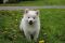 Ein süsser Eskimohund in der Wiese ein gesterntes Foto von wikifetch