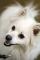 Ein süsses Portrait eines amerikanischen Eskimohundes ein gesterntes Foto von wikifetch