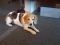 Lucky, der bravste Beagle Bayerns ein gesterntes Foto von yoga