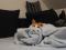 Deckenkuschler ein gesterntes Foto von Finncat