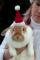 Bianca mit einer Weihnachtsmütze für Hamster ein gesterntes Foto von 